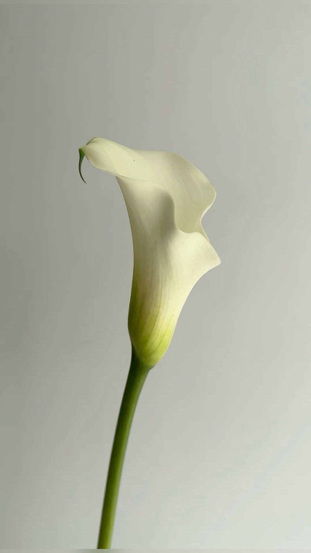 Cala 60 cm