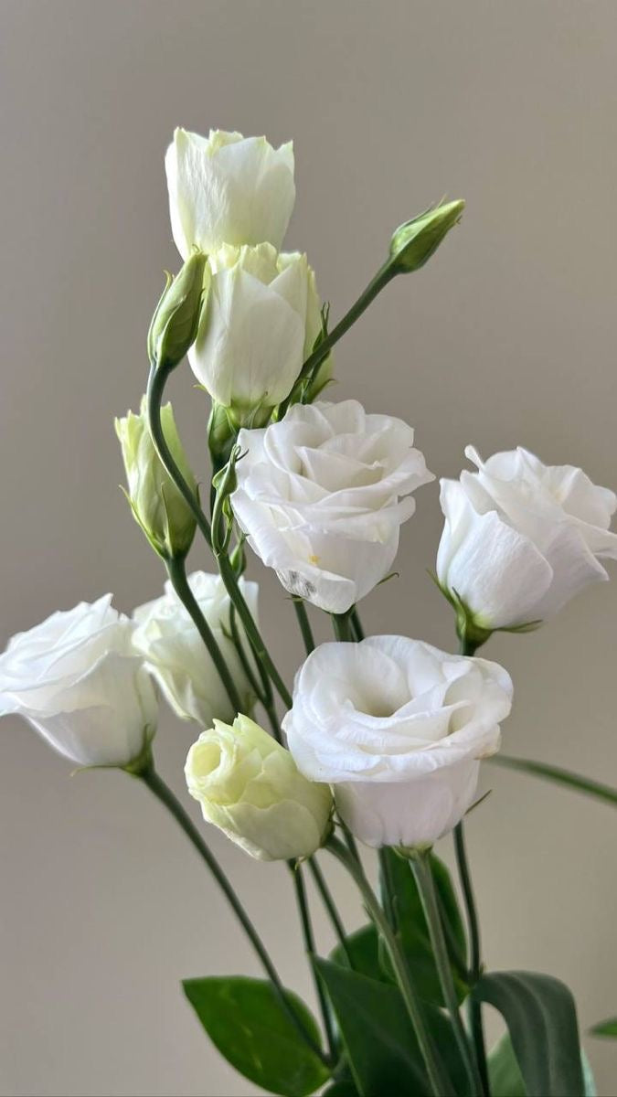 Eustoma white