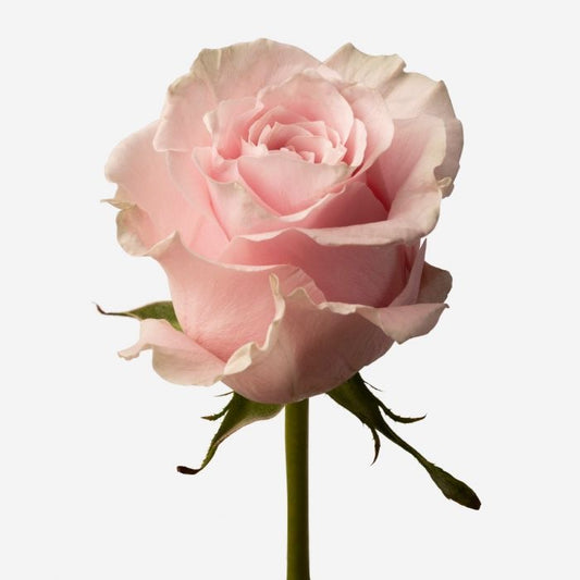 Rose Pink and green