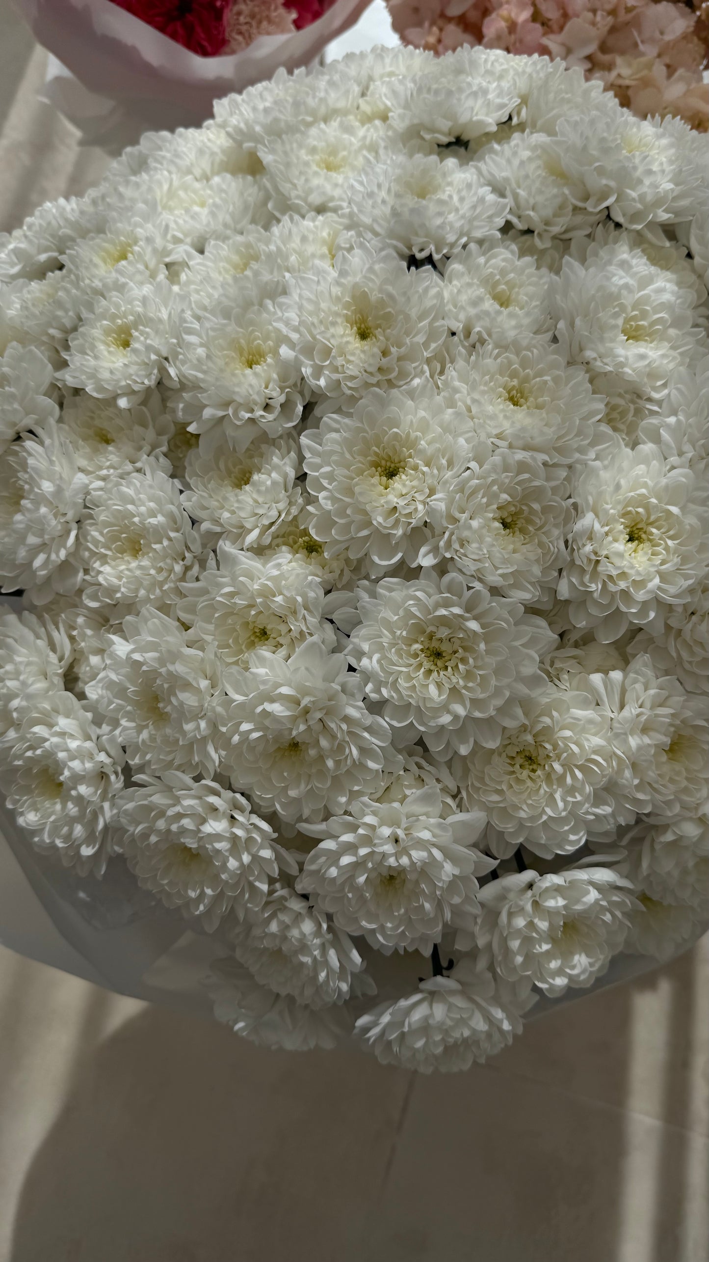 Chrisantemum dream