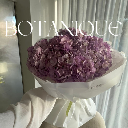 Hortensia Lavanda