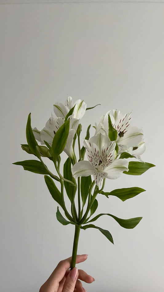 Alstromeria (color from pink to white)