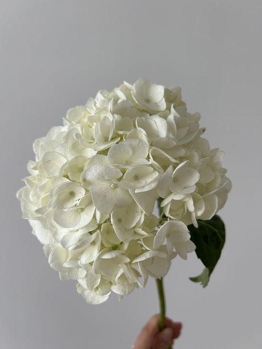 Hydrangeas white