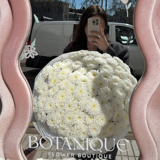 Chrisantemum dream