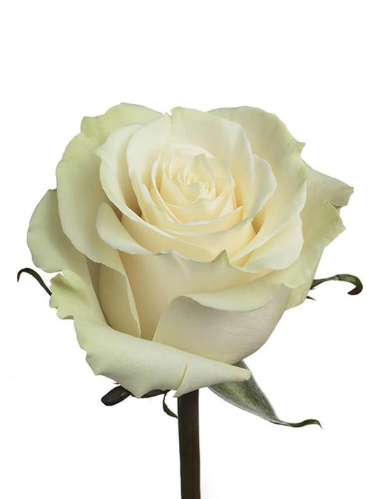 Rose green and white