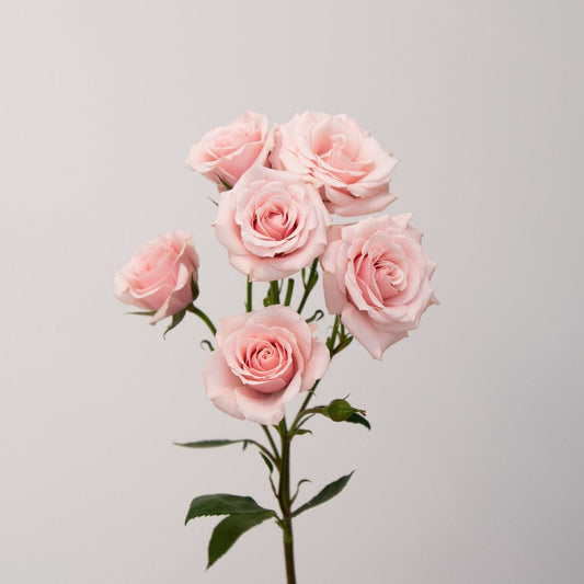Spray Rose Pink