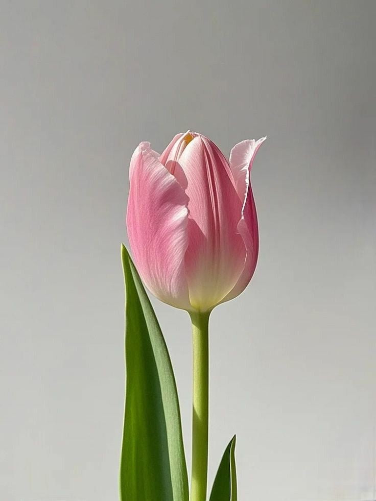 Tulip (color from rose to white)