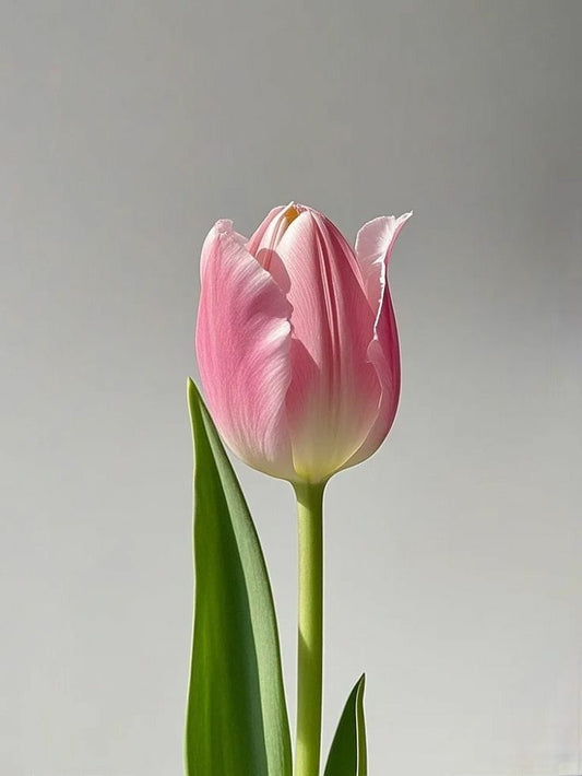 Tulip (color from rose to white)