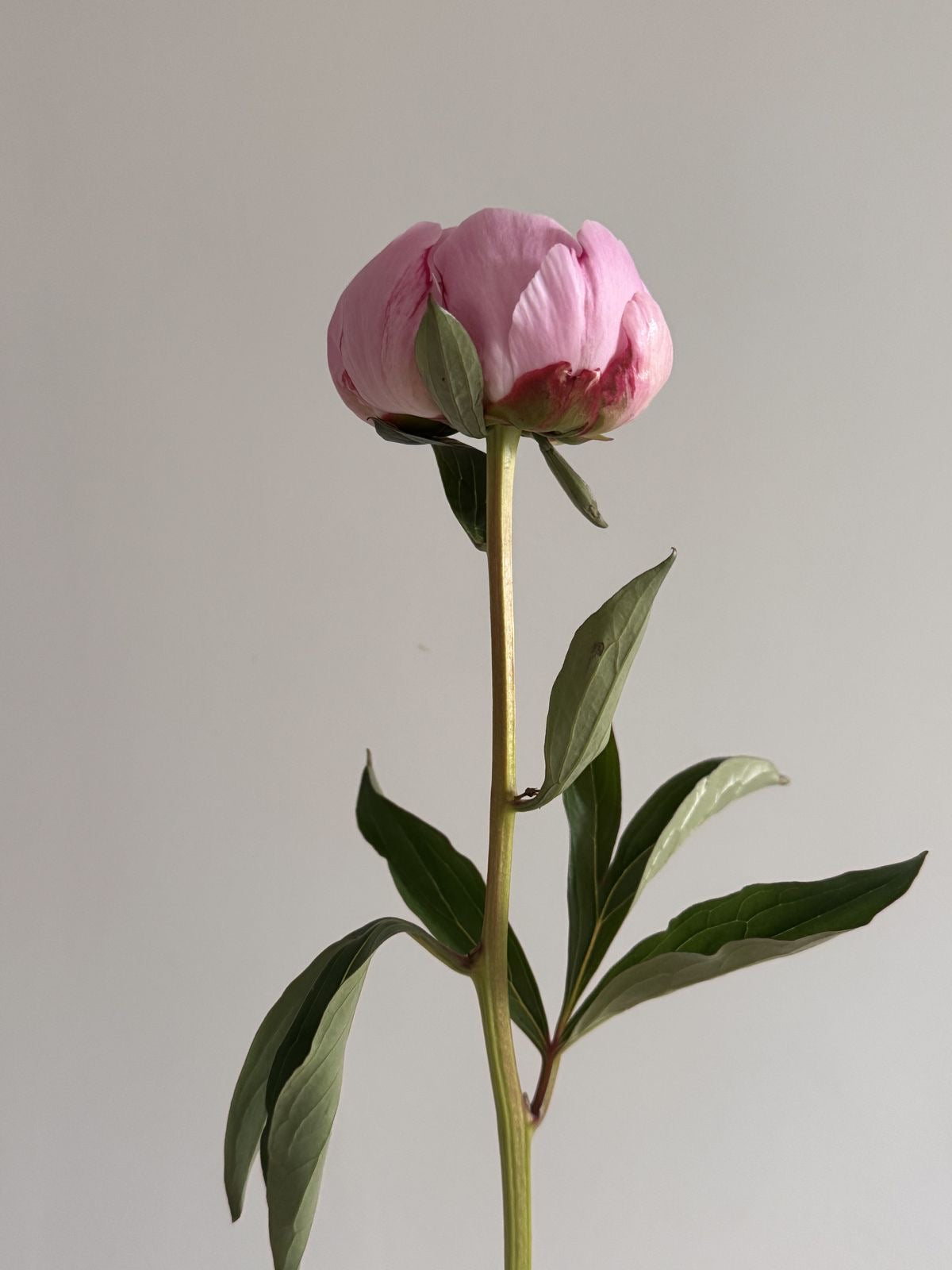 Peony pink