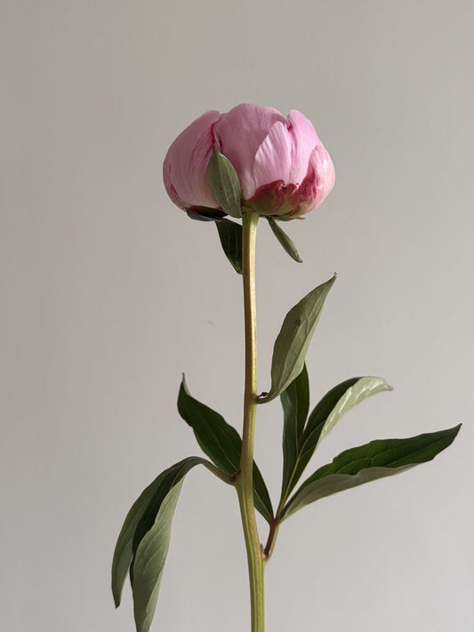 Peony pink