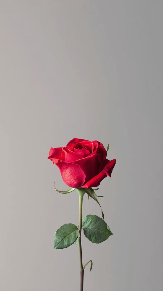 Red Rose