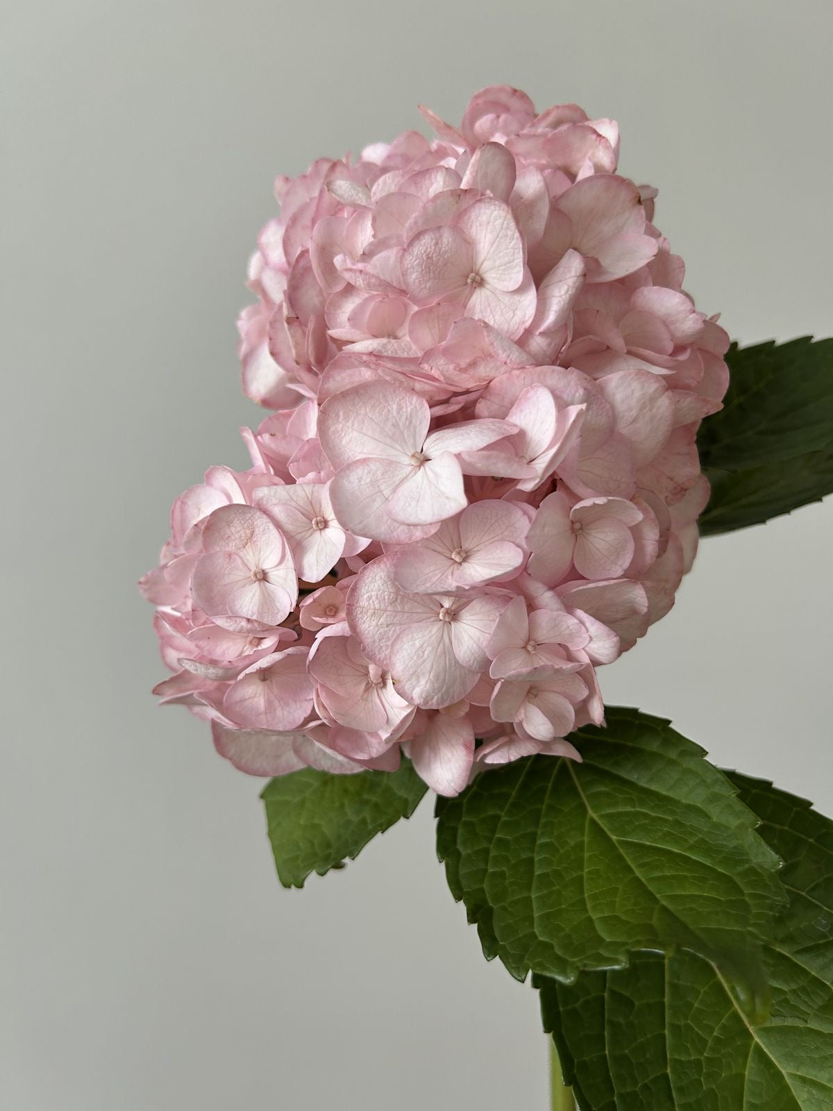 Hydrangeas pink