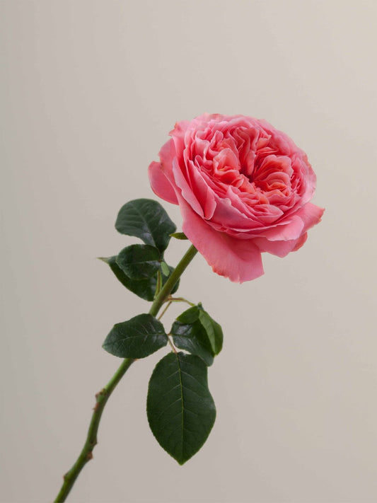 Rose Coral Peony
