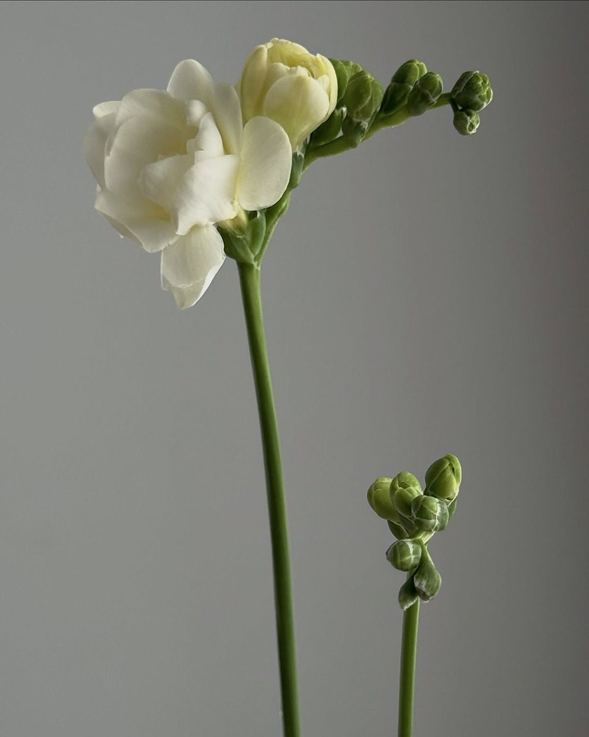 Freesia white