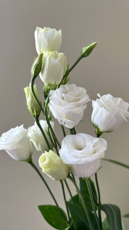 Eustoma white